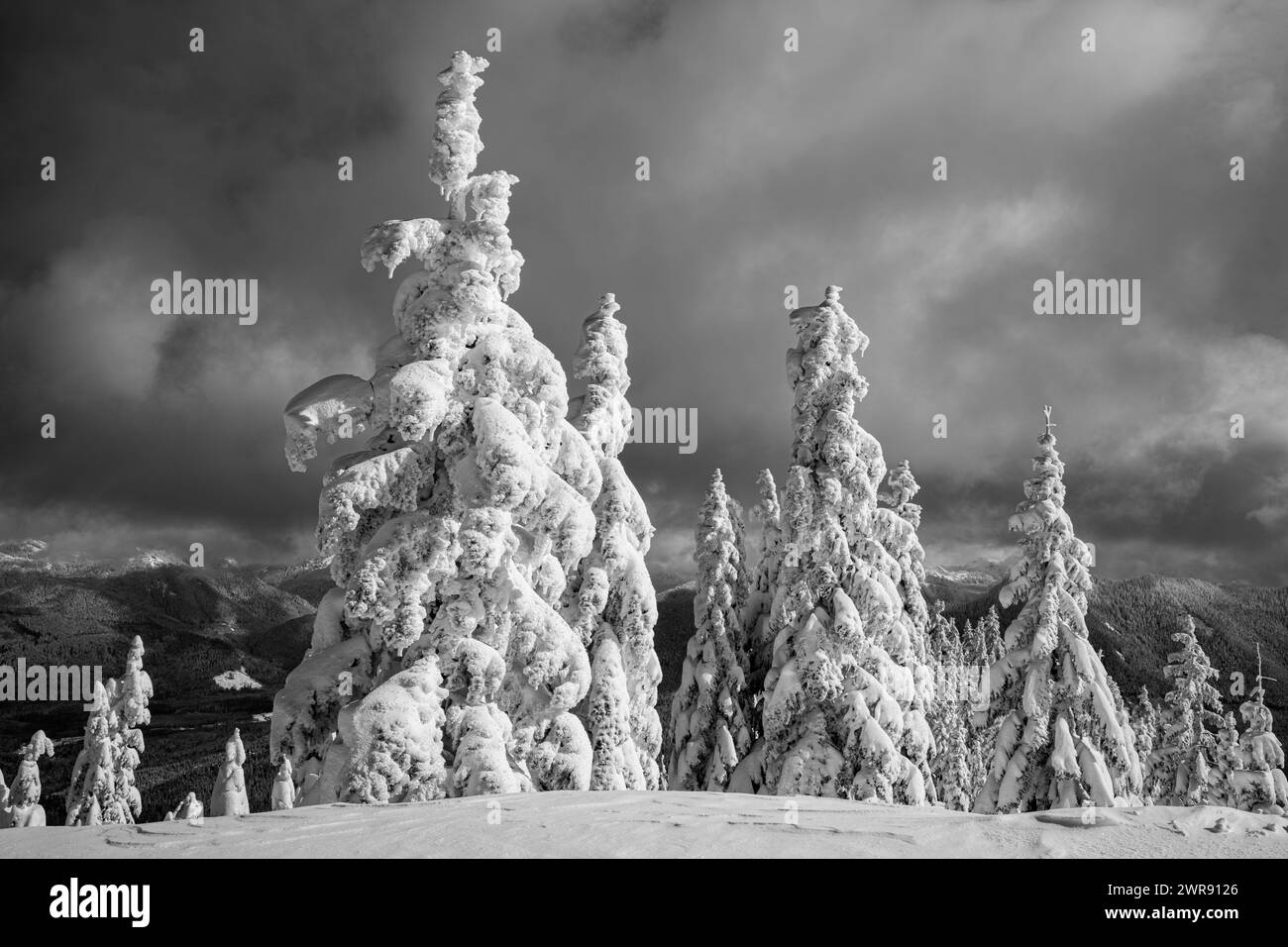 WA25085-00...WASHINGTON - schneebedeckte Bäume nach einem Sturm bei High Hut im Mount Tahoma Trails System. Stockfoto