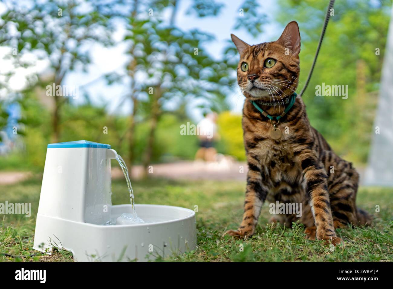 Junge reinrassige bengalische Katze in der Nähe von intelligentem Gadget mit Wasserbrunnen für Katzen und Hunde. Elektrischer Wasserbrunnen. Tiergesundheit und Tierschutz. PET-Geräte. Stockfoto