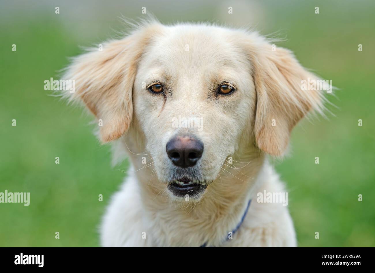 Porträt eines süßen Hundes in weißer Farbe. Nahaufnahme. Stockfoto