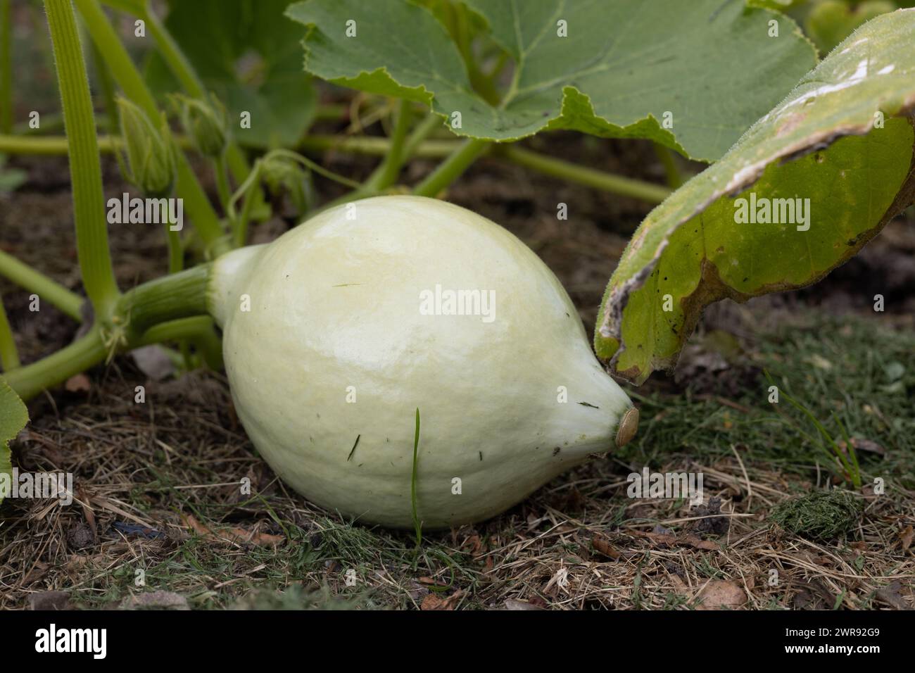 Hubbard großer blauer Kürbis, der in einem Garten wächst Stockfoto