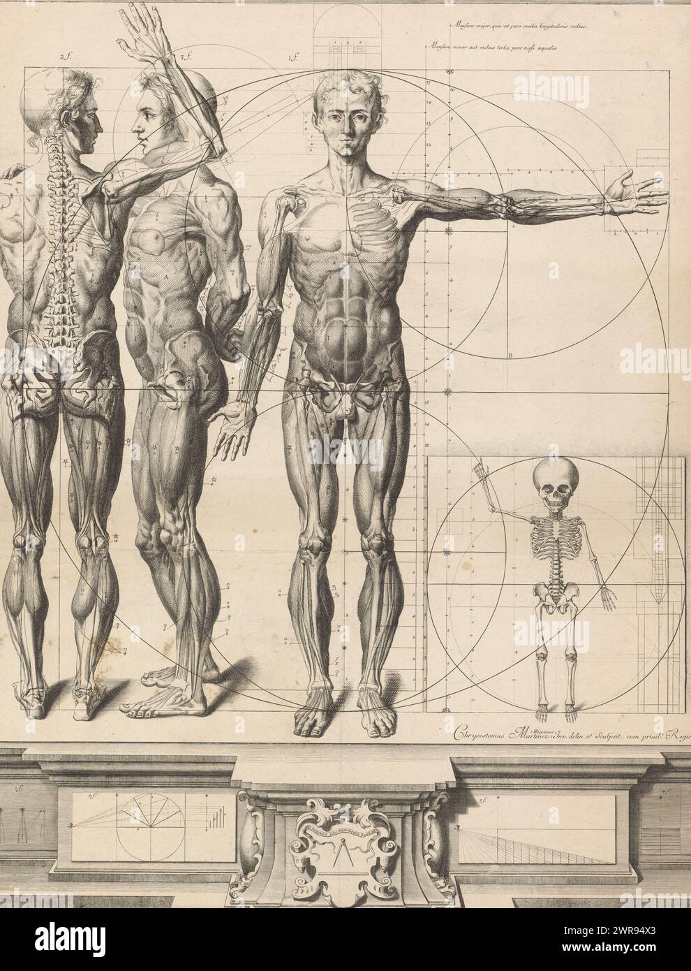 Anatomiedruck mit drei Ansichten eines Mannes und eines Kinderskeletts, Nouvelles Figures de Proportions et d'Anatomie du Corps humain, die Proportionen des Körpers mit Kreisen angegeben., Druckerei: Crisóstomo Alejandrino José Martínez y Sorlí, nach eigenem Entwurf von: Crisóstomo Alejandrino José Martínez y Sorlí, Franse kroon, 1638 - 1694, Papier, Ätzen, Höhe 685 mm x Breite 520 mm, bedruckt Stockfoto