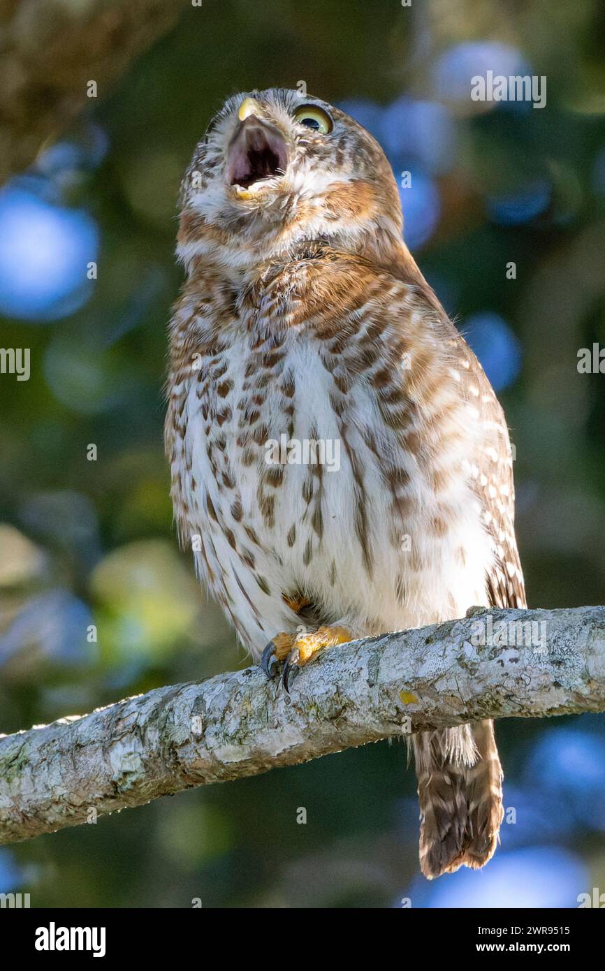 Ein kubanischer Pygmäen-Eulen-Glaucidium-Siju, der auf einem Baumzweig thront Stockfoto