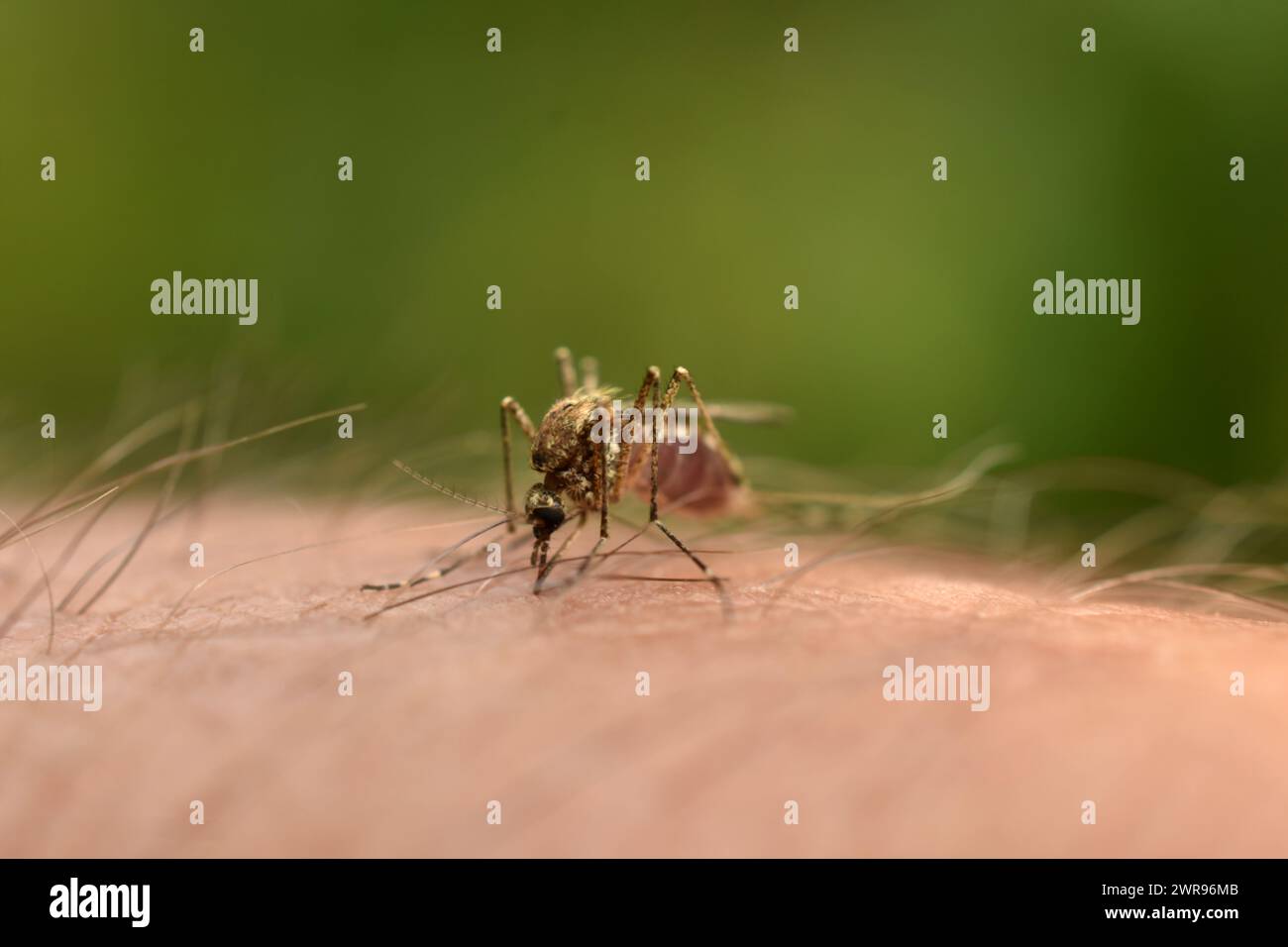Die weibliche Mücke hat ihren Stich in die Hand des Mannes gesteckt und saugt Blut. Stockfoto
