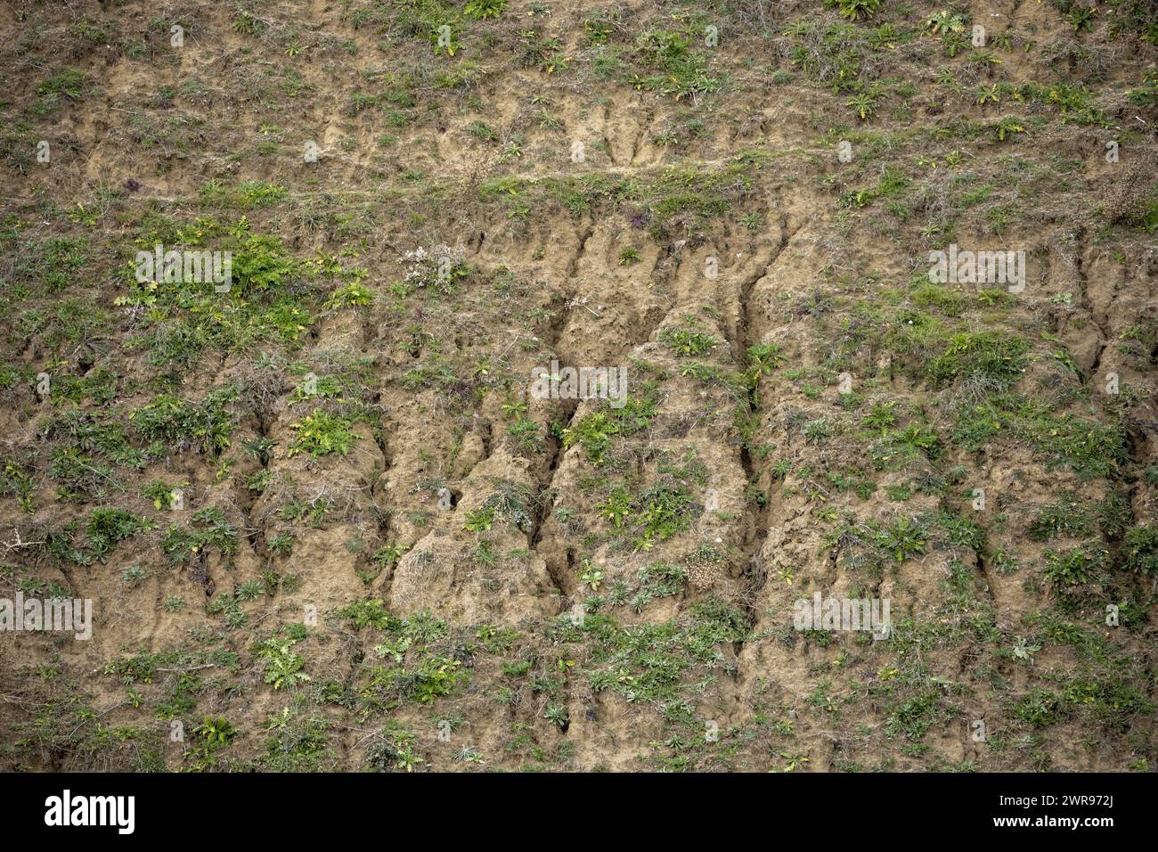 Erosionsrisse an einem Hang mit ephemerer Vegetation Stockfoto