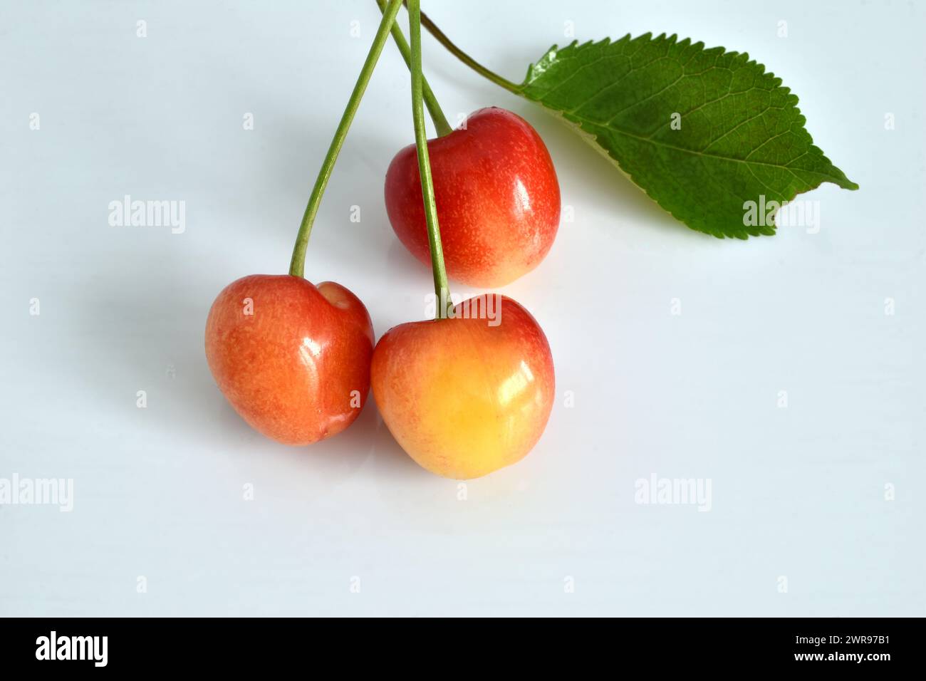 Früchte, reife Kirschen liegen auf weißem Hintergrund. Köstliches Dessert. Frühstück, gesunder Lebensstil. Stockfoto