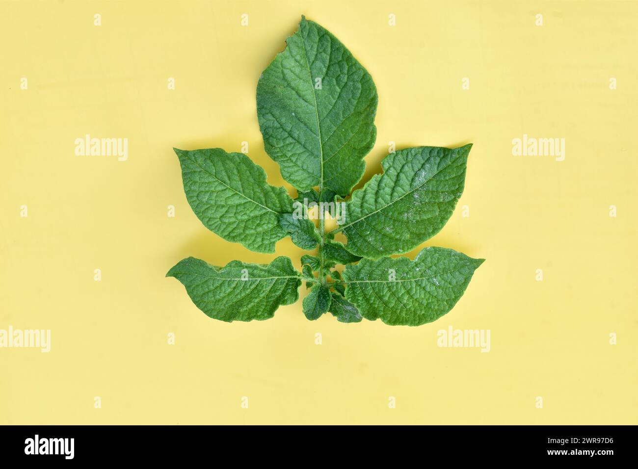 Grüne Blätter eines Kartoffelstrauchs liegen auf gelbem Hintergrund. Stockfoto