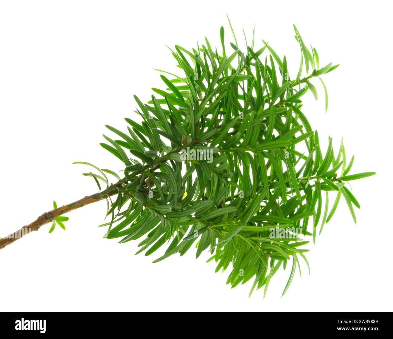 Japanische Eibenbeeren. Taxaceae immergrüne Nadelbäume. Die Beeren werden für Rohkost und Fruchtwein verwendet, aber die Samen sind giftig, und Holz wird für craf verwendet Stockfoto