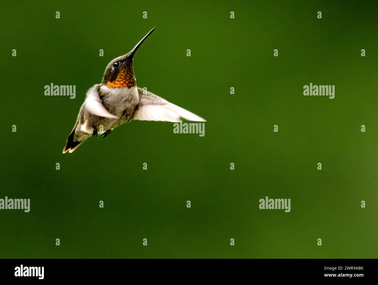 Ruby Throated Kolibri schwebt im Flug, sein Gesicht in Nahaufnahme mit tollen Details vor verschwommenem grünem Hintergrund Stockfoto