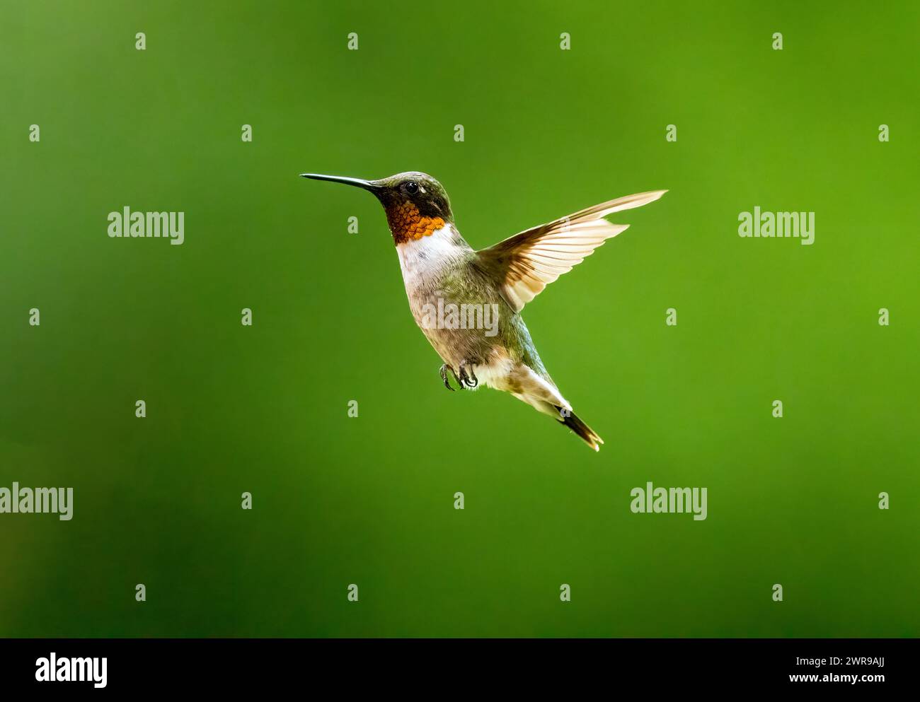 Der männliche Rubin-Throated Kolibri schwebt vor einem unscharfen, grünen Hintergrund in der Nähe mit Details, die in den Flügeln und im Gesicht sichtbar sind. Die rote Kehle scheint Stockfoto