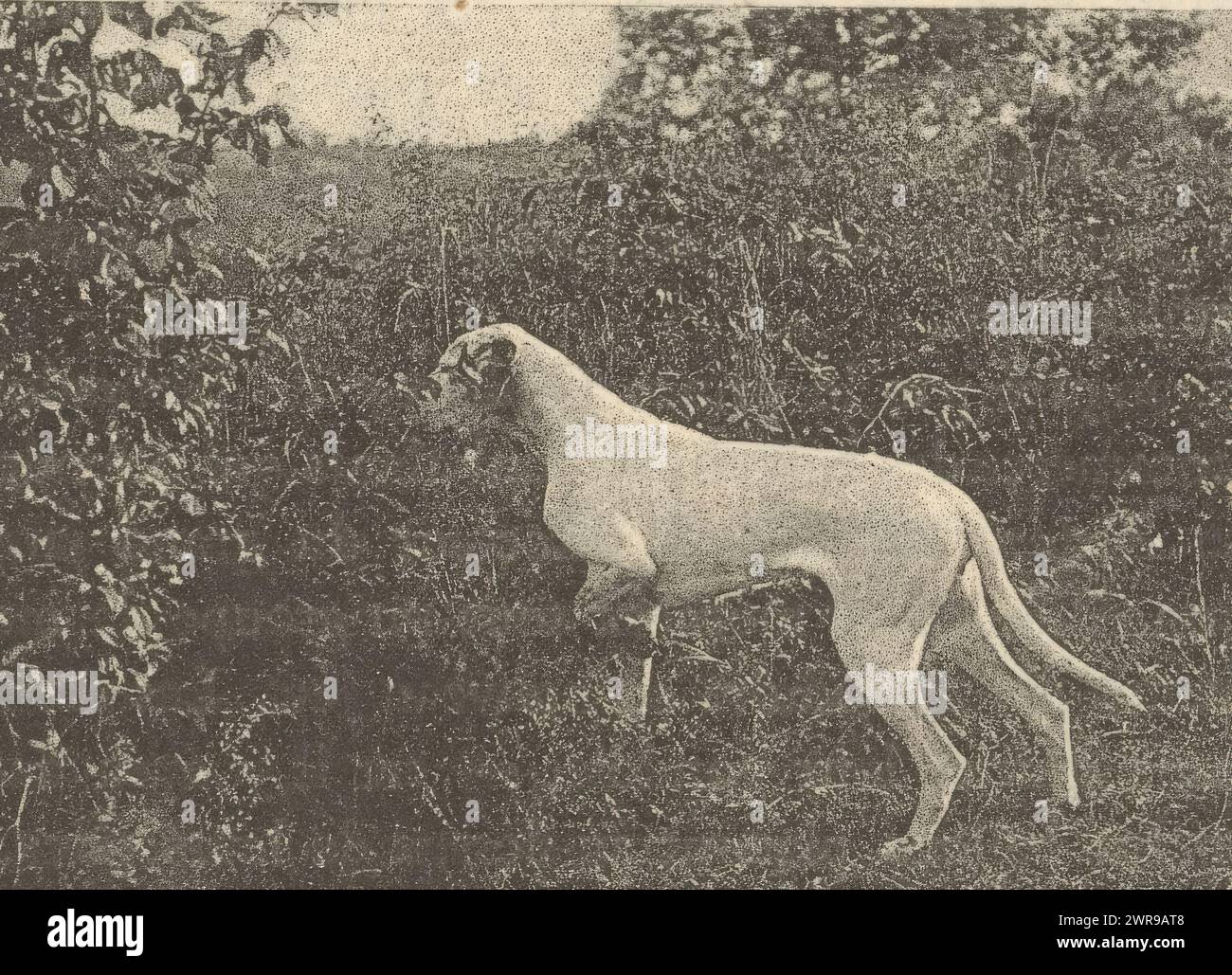 Hund schnüffelt im Busch, Hersteller: Anonym, ca. 1890 - in oder vor 1895, Papier, Kollotype, Höhe 55 mm x Breite 77 mm, fotomechanischer Druck Stockfoto