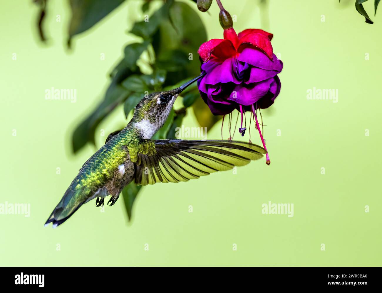 Kolibri schwebt und ernährt sich von blühender Blume mit verschwommenem Hintergrund Stockfoto