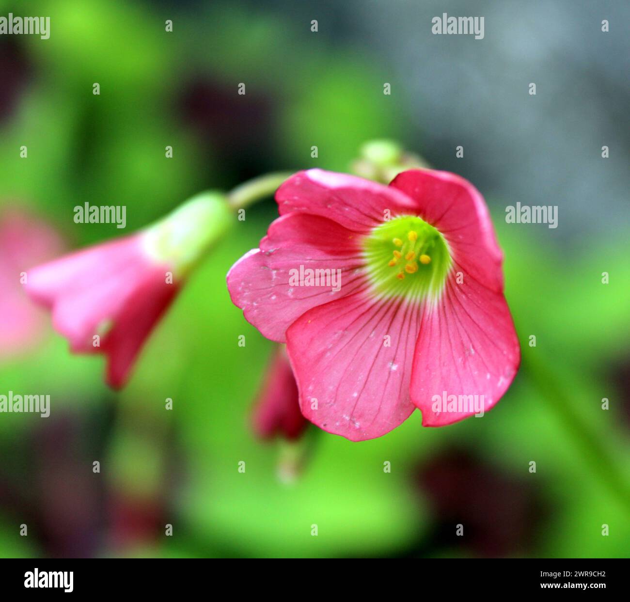 Garten Pflanzen Stockfoto
