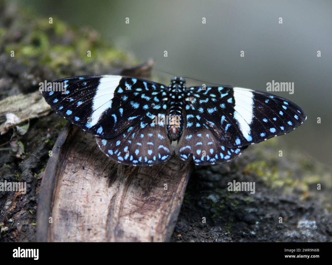Weibliche Hamadryas laodamia, der sternenklare Nachtcracker oder Sternencracker, ist eine Art von Cracker-Schmetterling aus der Familie der Nymphalidae. Sie finden sie fr Stockfoto