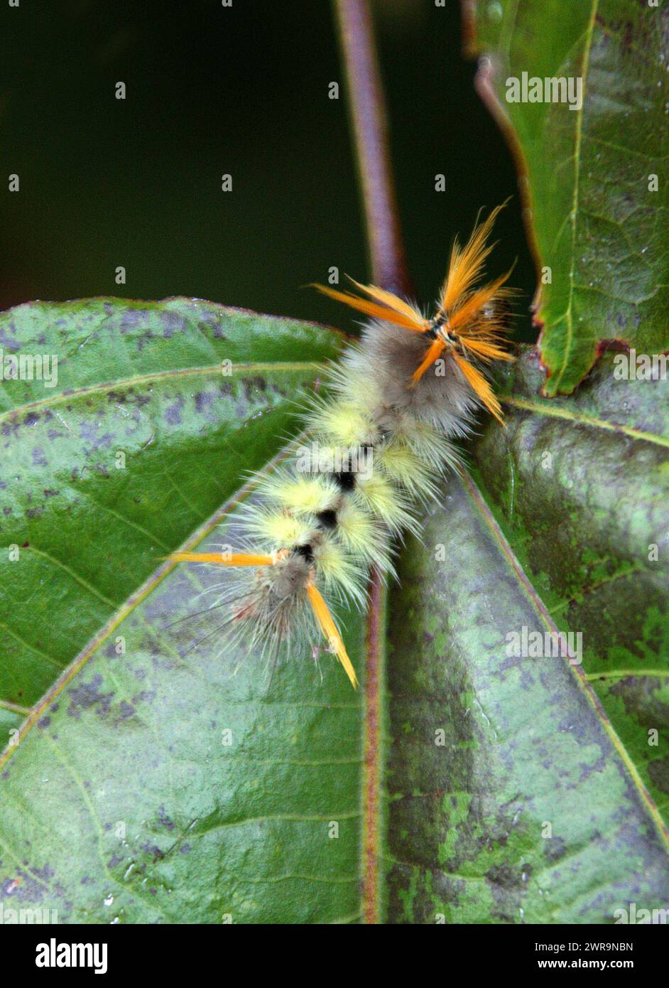 Eine Costa-ricanische Tussock Moth caterpillar, Halysidota sp., Erebidae, Lepidoptera. San Jose, Costa Rica. Stockfoto