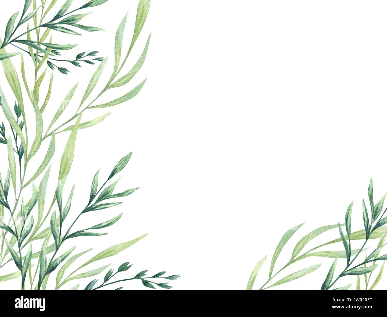 Grüne Wildpflanzen. Spikelet. Frühlingswiesen Kräuter. Schwarzweiß-Stil. Horizontaler Rahmen mit Kopierraum für Text. Aquarellblumen-Illustration. Stockfoto