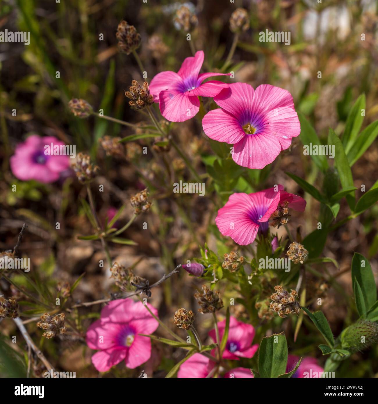 Linum pubescens Banks & Sol. Linum pubescens, der haarige rosa Flachs, ist eine krautige Blütepflanze der Gattung Linum, die im östlichen Mittelmeerraum beheimatet ist Stockfoto