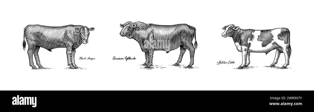 Eine Gruppe Kühe, die nebeneinander auf weißem Hintergrund stehen. Viehbullen. Verschiedene Rassen von Haustieren. Graviert handgezeichnet Stock Vektor