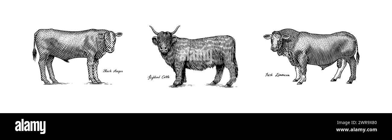 Eine Gruppe Kühe, die nebeneinander auf weißem Hintergrund stehen. Viehbullen. Verschiedene Rassen von Haustieren. Graviert handgezeichnet Stock Vektor