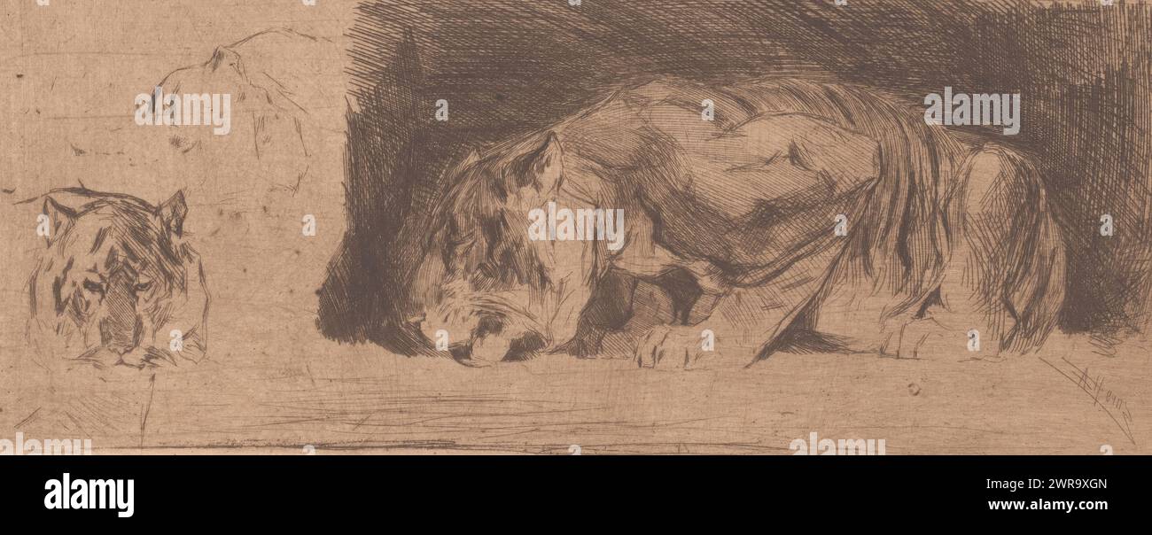 Arbeitsblatt mit Tigern, Druckerei: Armand Heins, 1866 - 1910, Papier, Ätzen, Höhe 139 mm x Breite 296 mm, Druck Stockfoto