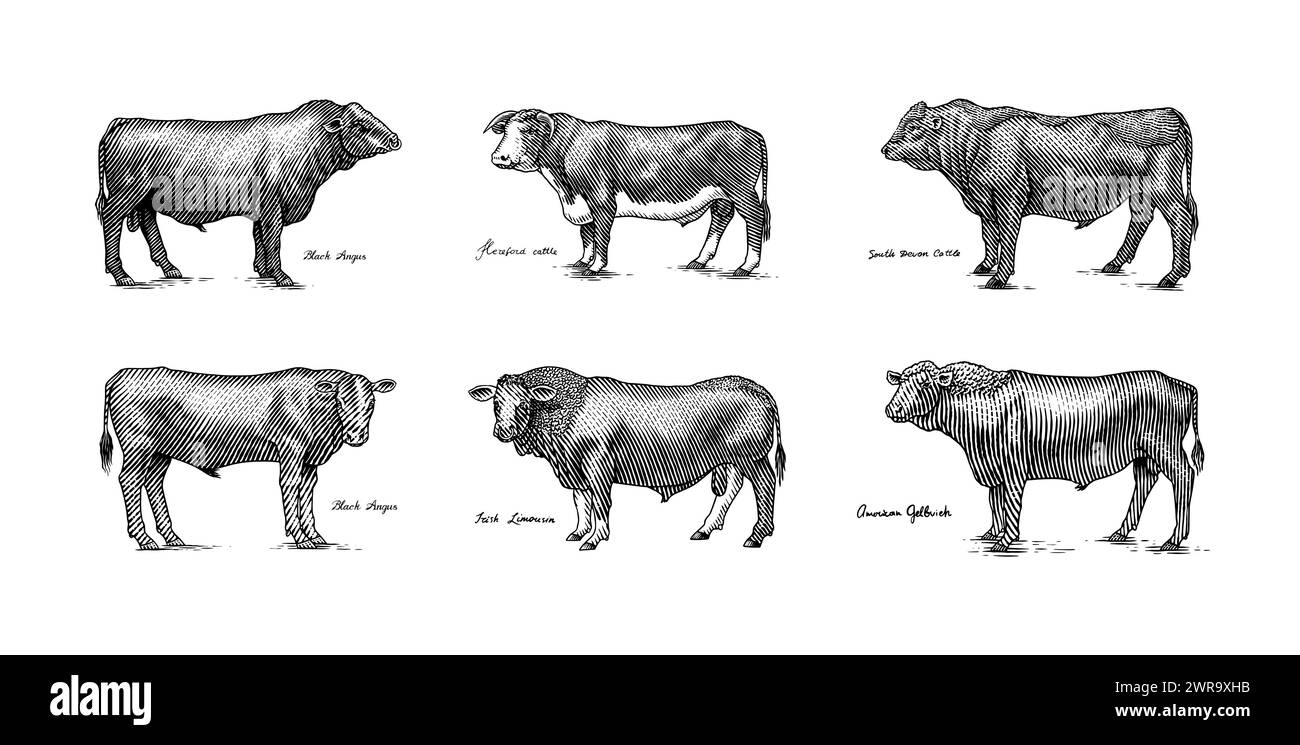 Eine Gruppe Kühe, die nebeneinander auf weißem Hintergrund stehen. Viehbullen. Verschiedene Rassen von Haustieren. Graviert handgezeichnet Stock Vektor