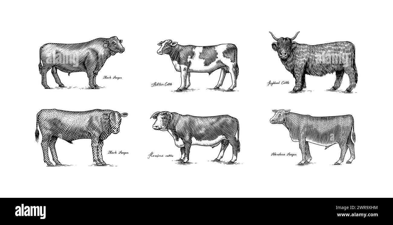 Eine Gruppe Kühe, die nebeneinander auf weißem Hintergrund stehen. Viehbullen. Verschiedene Rassen von Haustieren. Graviert handgezeichnet Stock Vektor