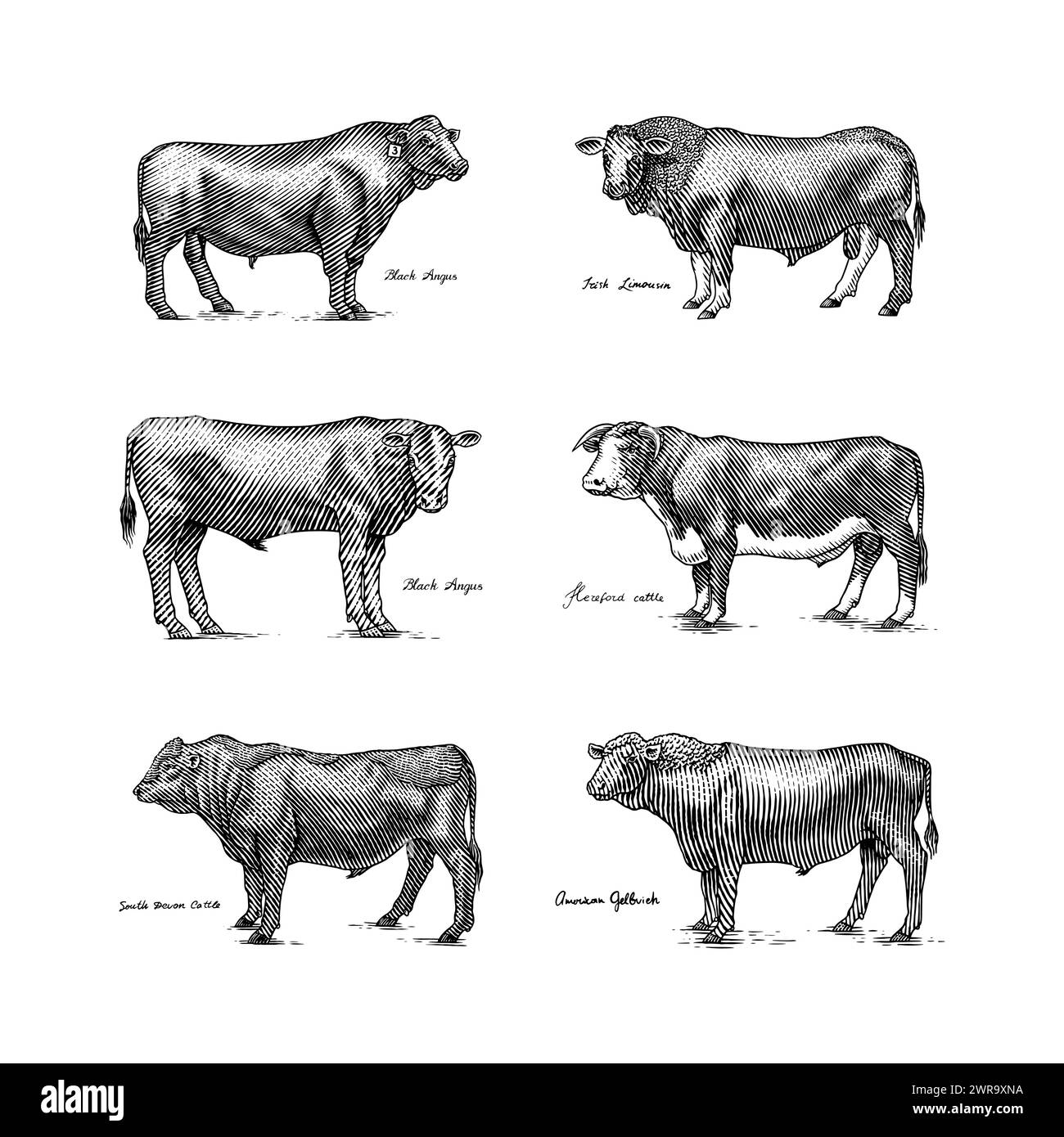 Eine Gruppe Kühe, die nebeneinander auf weißem Hintergrund stehen. Viehbullen. Verschiedene Rassen von Haustieren. Graviert handgezeichnet Stock Vektor