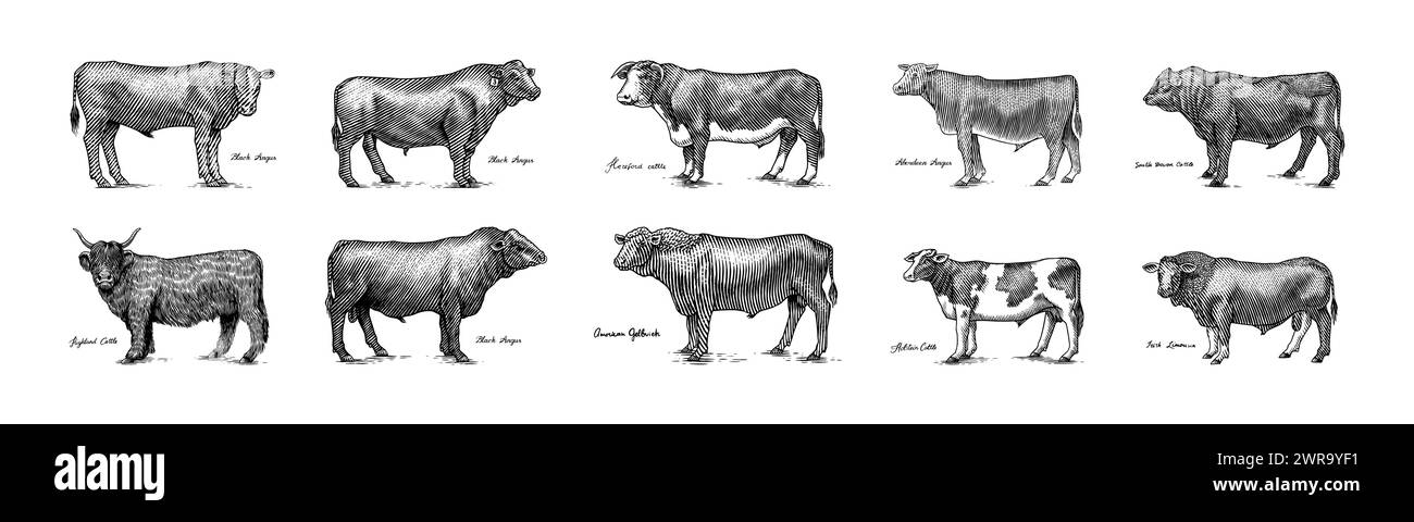 Eine Gruppe Kühe, die nebeneinander auf weißem Hintergrund stehen. Viehbullen. Verschiedene Rassen von Haustieren. Graviert handgezeichnet Stock Vektor