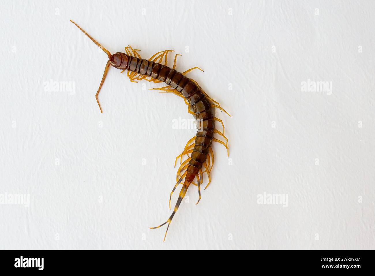 GOIANIA GOIAS BRASILIEN - 11. MÄRZ 2024: Ein giftiger Tausendfüßer auf weißem Hintergrund. Scolopendridae Lacraias. Stockfoto