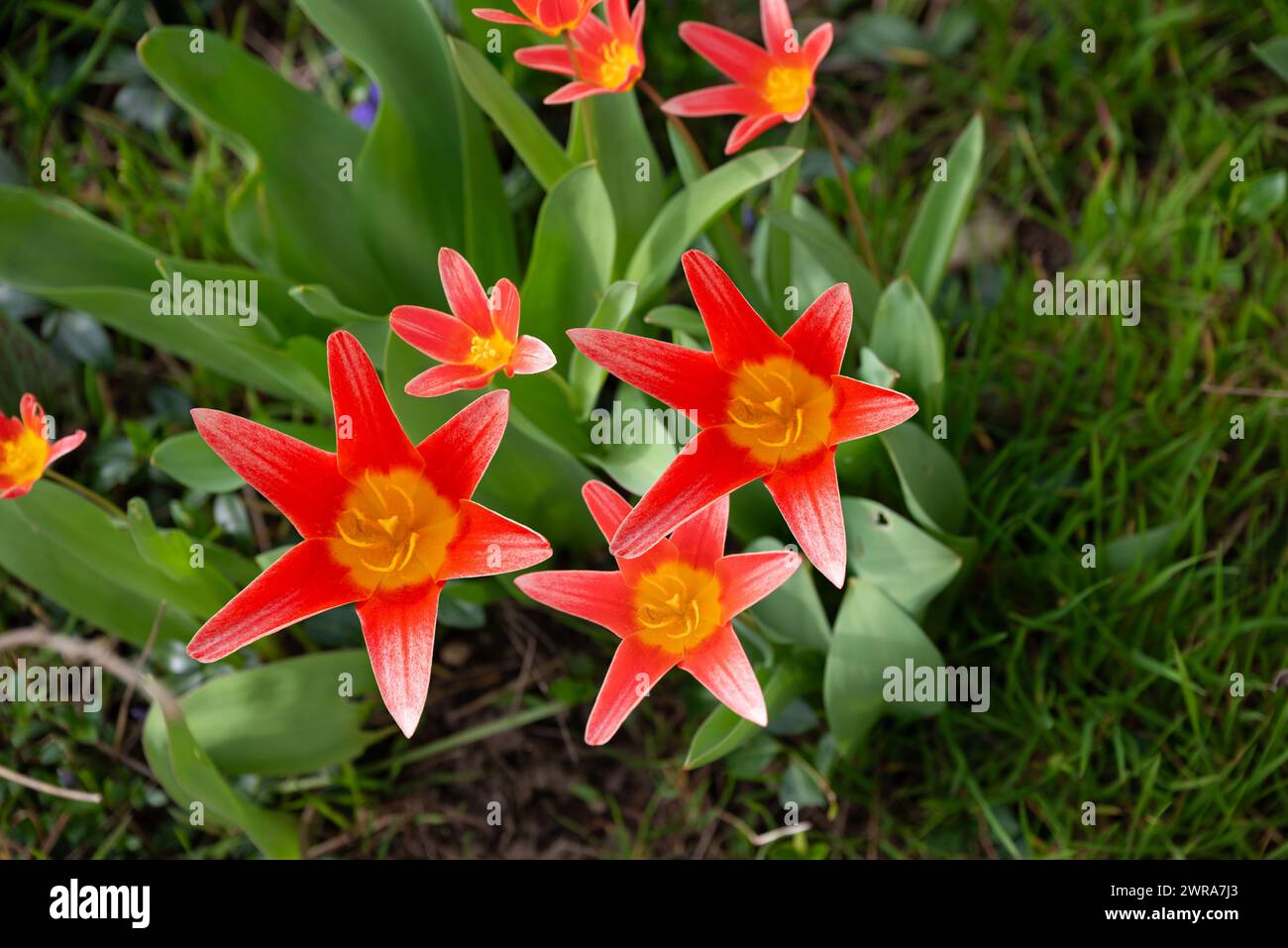 Erste rote Tulpen im Frühjahr, Seerosen-Tulpe, (Tulipa kaufmanniana) Plattling, Bayern, Deutschland Stockfoto