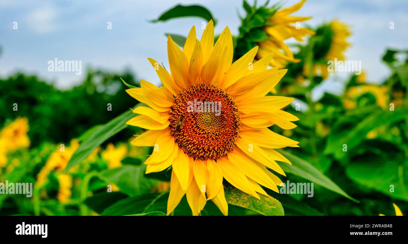 Natürlicher Hintergrund der Sonnenblume. Sonnenblumen blühen. Nahaufnahme der Sonnenblume. Sonnenblumenkerne. Sonnenblumenfeld, Öl schöne Landschaft mit gelben Blumen Stockfoto