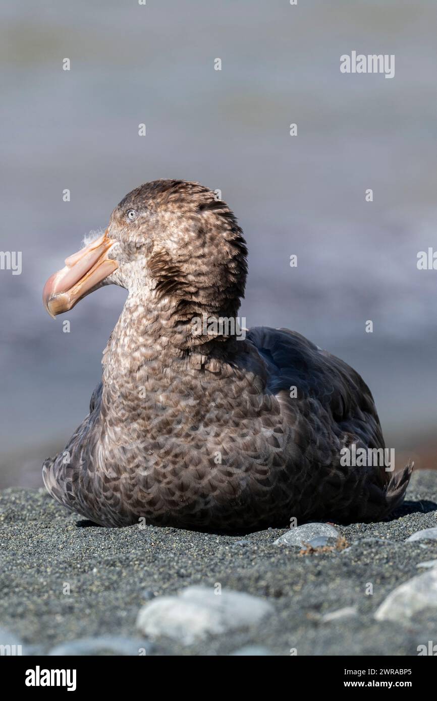 Australien, Tasmanien, Macquarie Island, Sandy Bay (UNESCO) nördlicher Riesensturm (Macronectes halli), Riesensturm der AKA Hall. Stockfoto