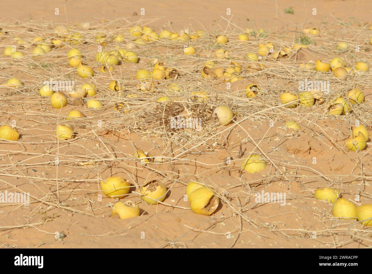 Citrullus Colocynthis oder Bitterapfel, Bittergurke, Pflanze, die in der Sahara wächst Stockfoto