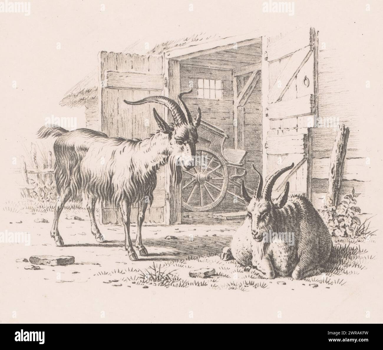 Zwei Ziegen vor einer Scheune, eine Ziege steht, die andere liegt auf dem Boden. Die Tür der Scheune ist offen, im Inneren befindet sich ein Wagen., Druckerei: Pieter de Goeje, Niederlande, 1809 - 1859, Papier, Höhe 215 mm x Breite 270 mm, bedruckt Stockfoto