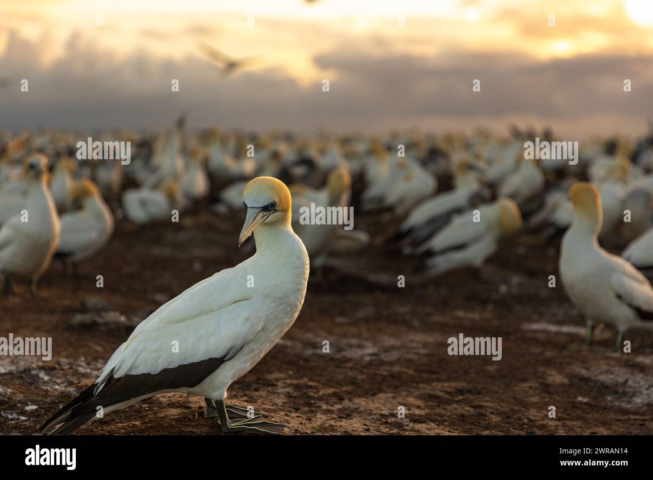 Gannet-Kolonie bei Sonnenaufgang, Cape Kidnappers, Neuseeland Stockfoto