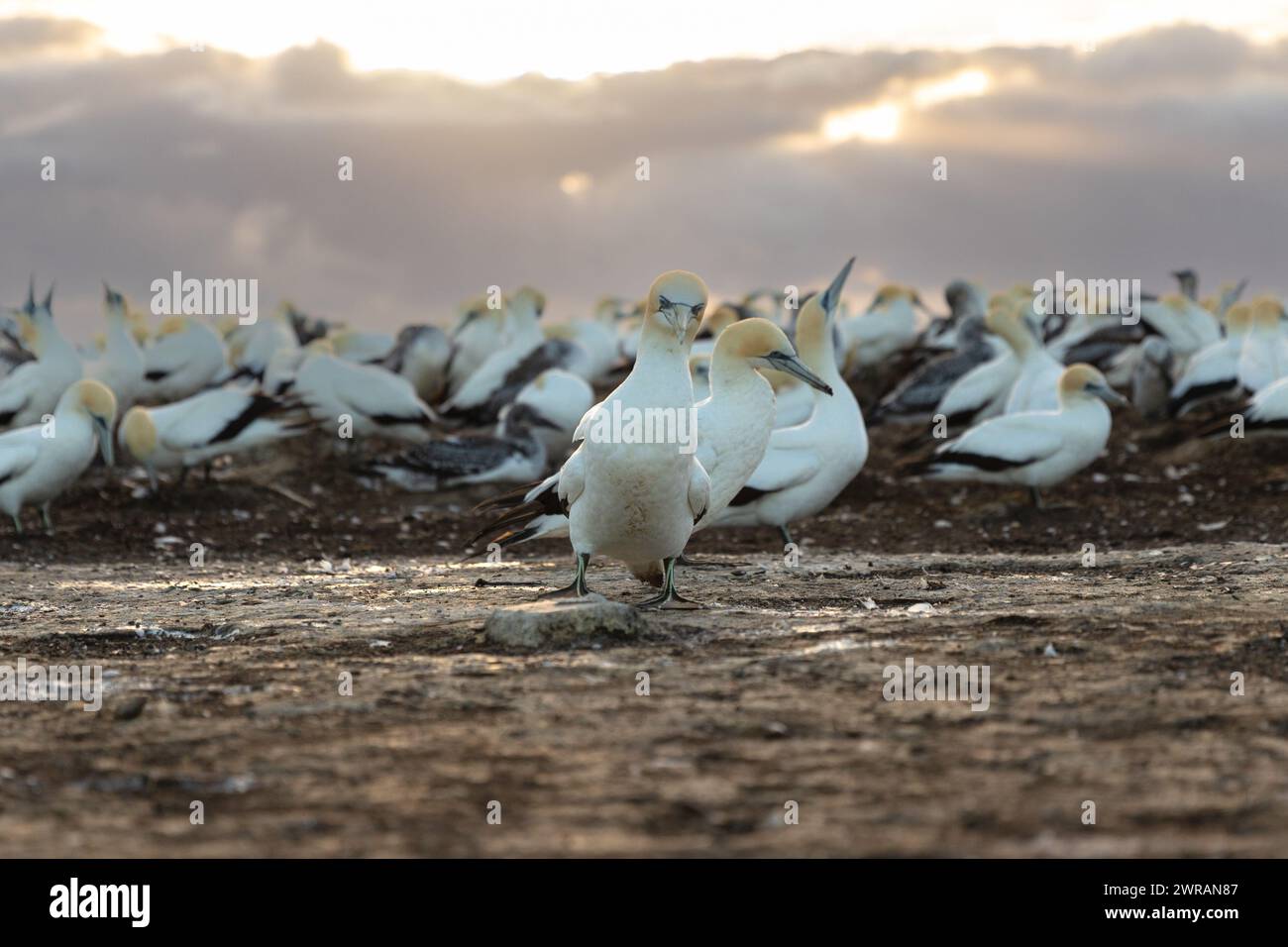 Gannet-Kolonie bei Sonnenaufgang, Cape Kidnappers, Neuseeland Stockfoto