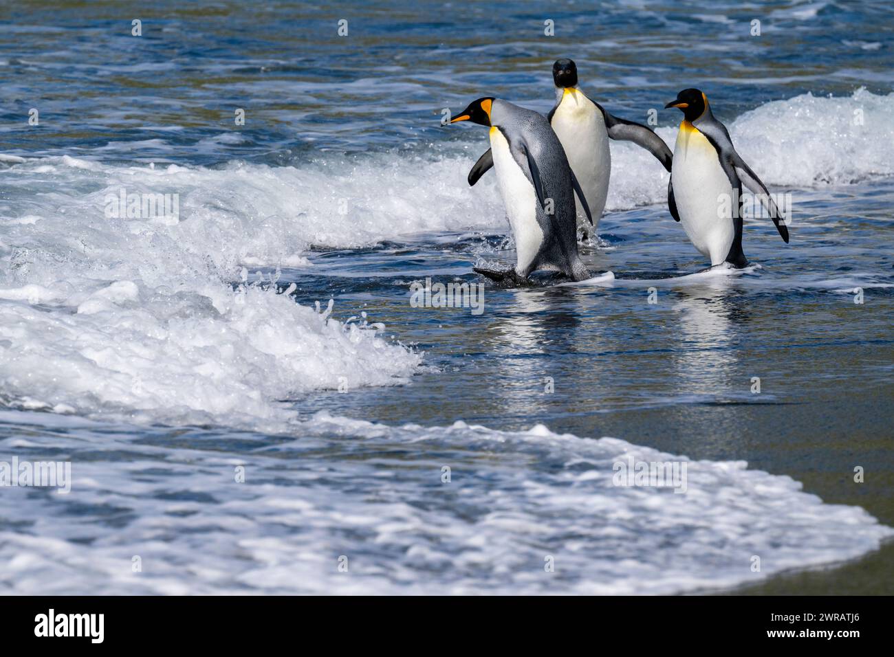 Australien, Tasmanien, Macquarie Island, Sandy Bay (UNESCO) Königspinguine (Aptenodytes patagonica) am Strand. Stockfoto