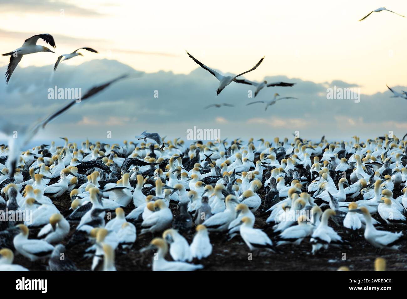 Gannet-Kolonie bei Sonnenaufgang bei Cape Kidnappers, Neuseeland Stockfoto