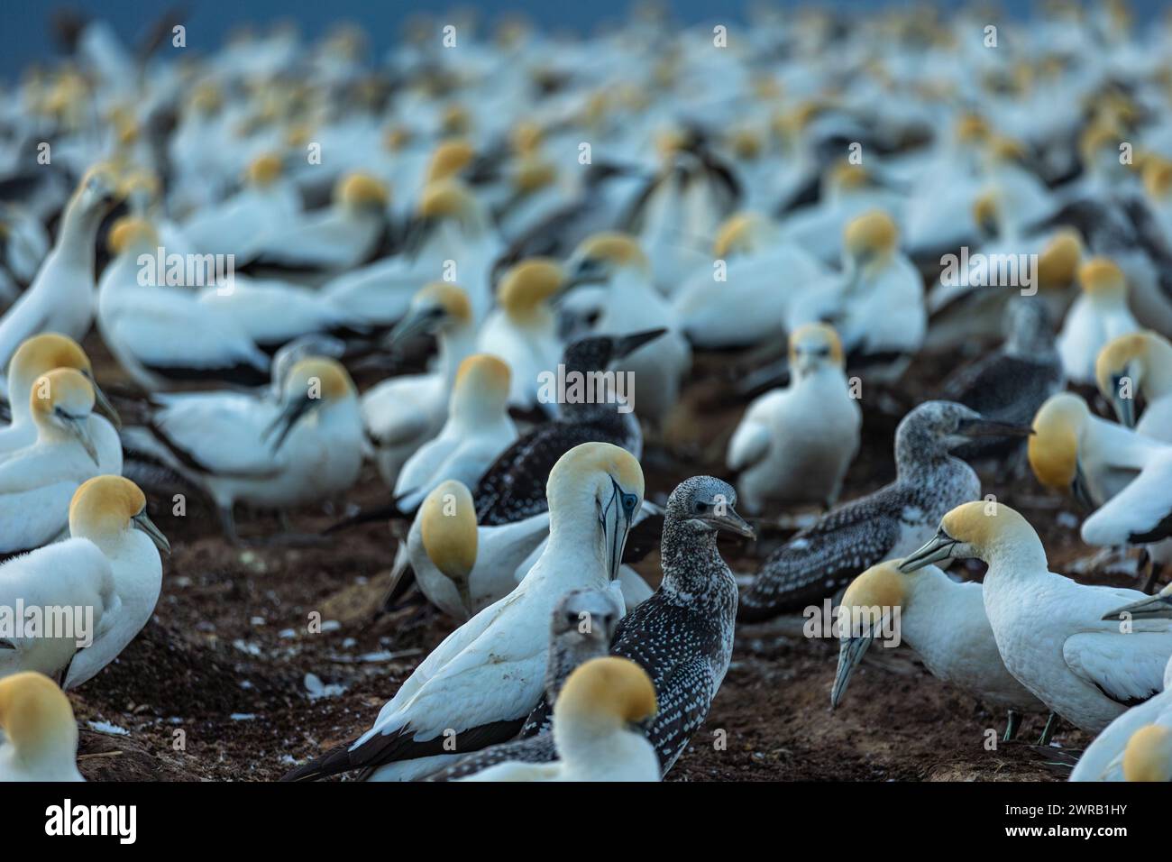 Gannet-Kolonie bei Sonnenaufgang mit Küken und adulten Tölpeln Stockfoto