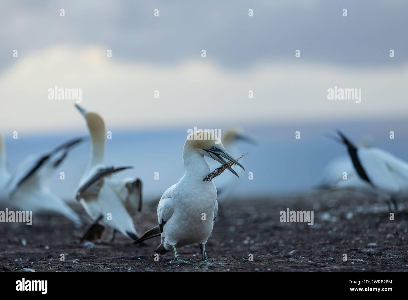 Gannet spielt bei Sonnenaufgang bei Cape Kidnappers mit Feder Stockfoto