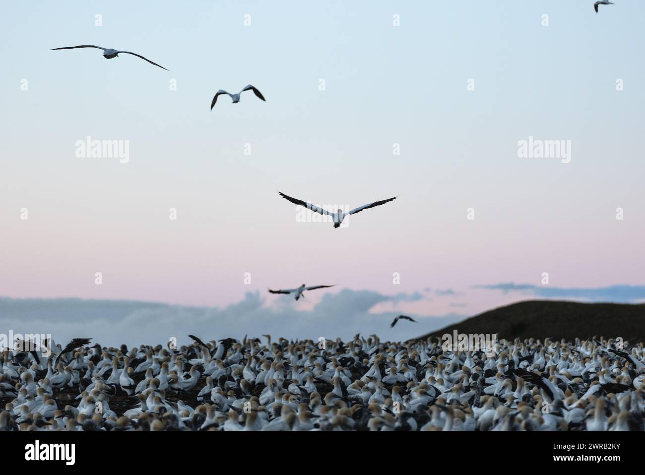 Gannet-Kolonie bei Sonnenaufgang in Hawke's Bay, Neuseeland Stockfoto