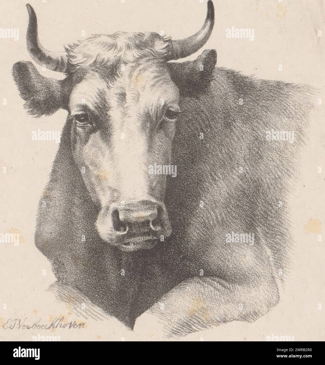 Kopf einer liegenden Kuh, Druckerei: Eugène Verboeckhoven, nach Malerei von: Paulus Potter, 1808 - 1881, Papier, Höhe 293 mm x Breite 254 mm, Druck Stockfoto