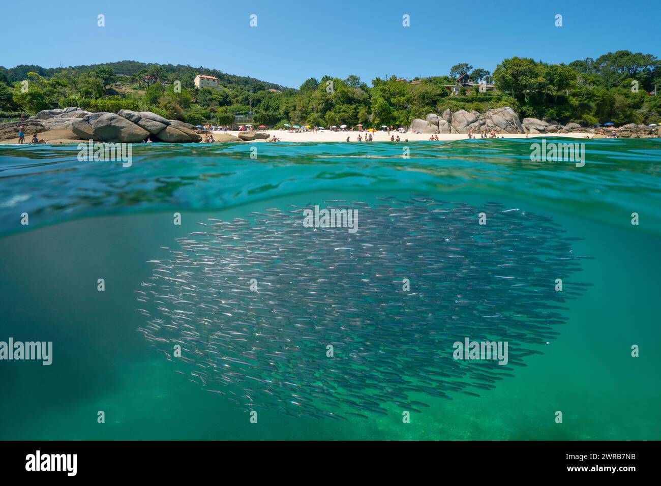 Sardellenfischschule unter Wasser im Ozean mit einem Strand im Sommer an der Atlantikküste Spaniens, geteilter Blick über und unter der Wasseroberfläche, Galicien Stockfoto