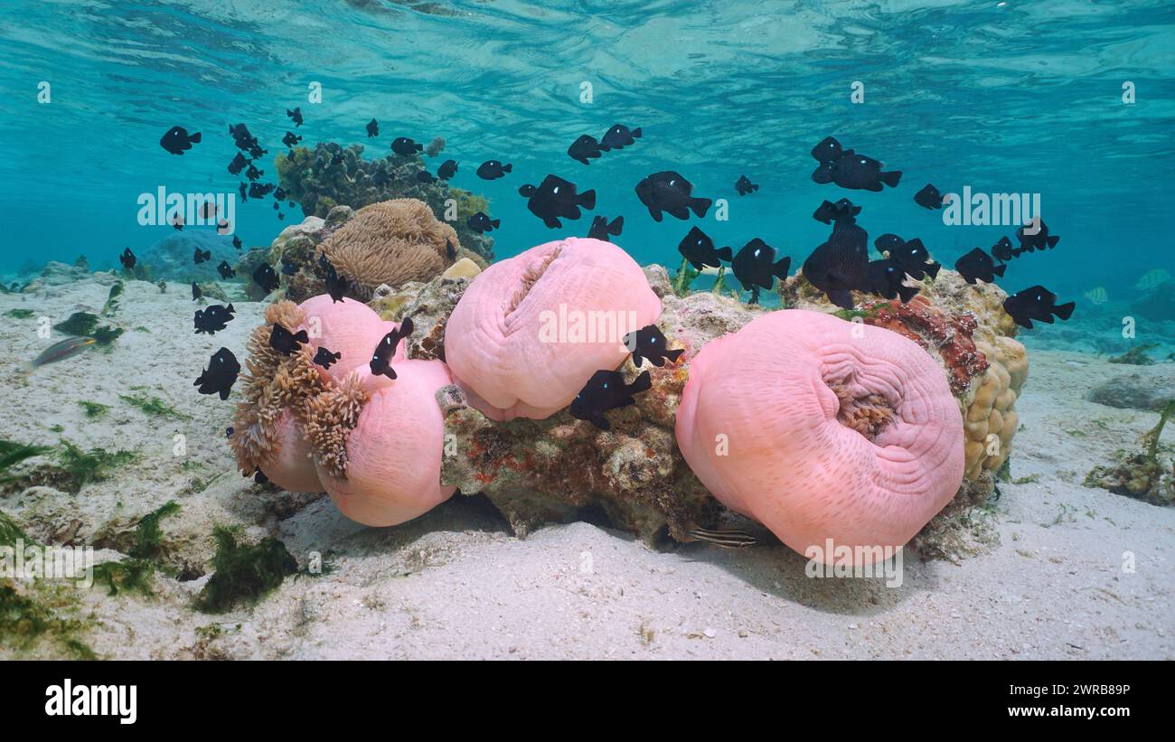 Meeresanemonen mit Fischen unter Wasser im Pazifischen Ozean (Heteractis magna mit Dascyllus trimaculatus), natürliche Szene, Bora Bora, Französisch-Polynesien Stockfoto