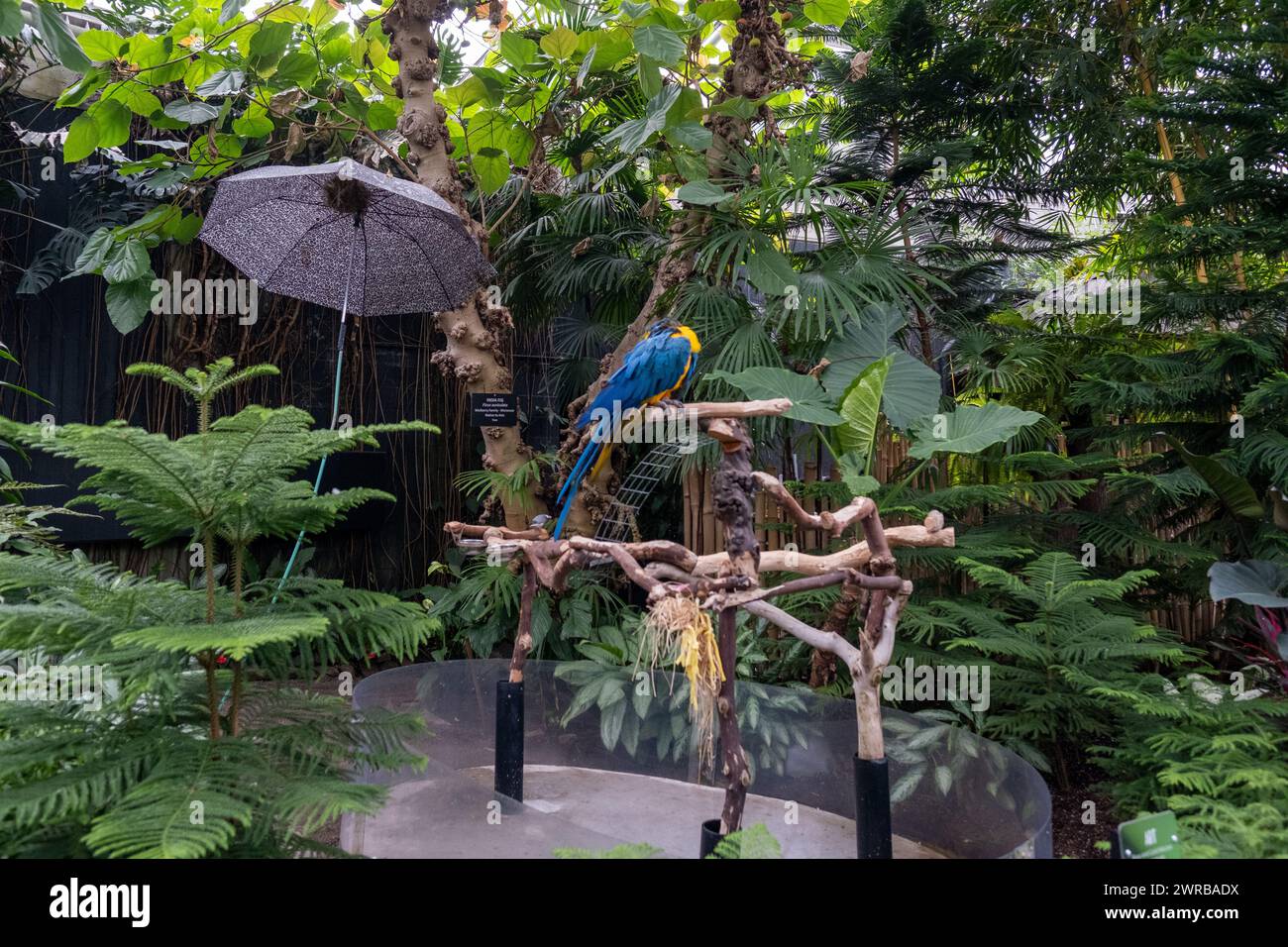 Ein Vogel im Garten Stockfoto