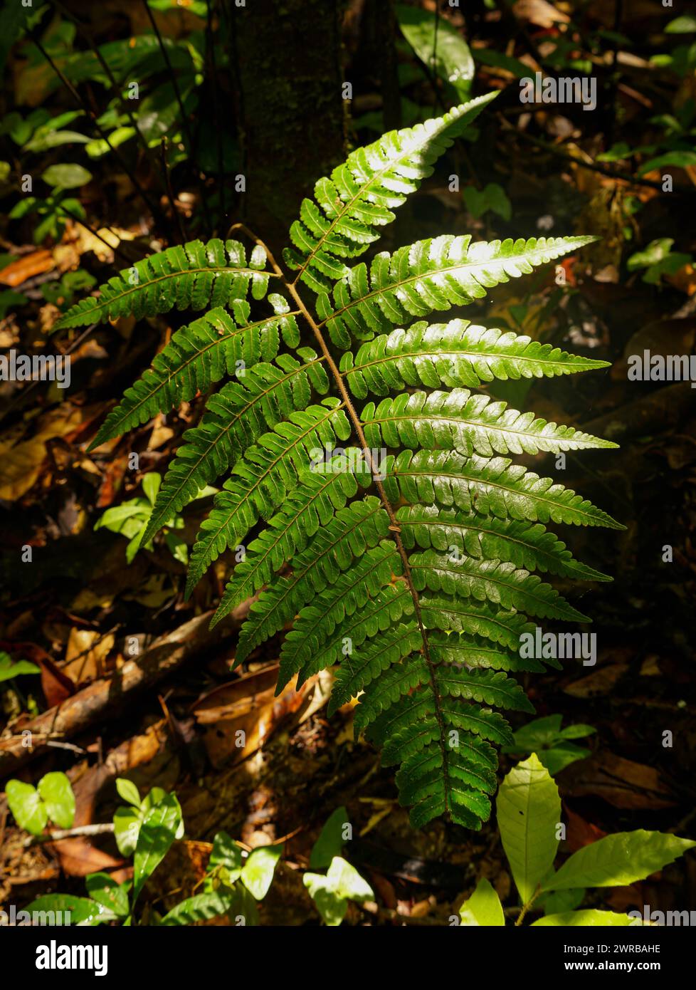 Farn im Regenwald Stockfoto