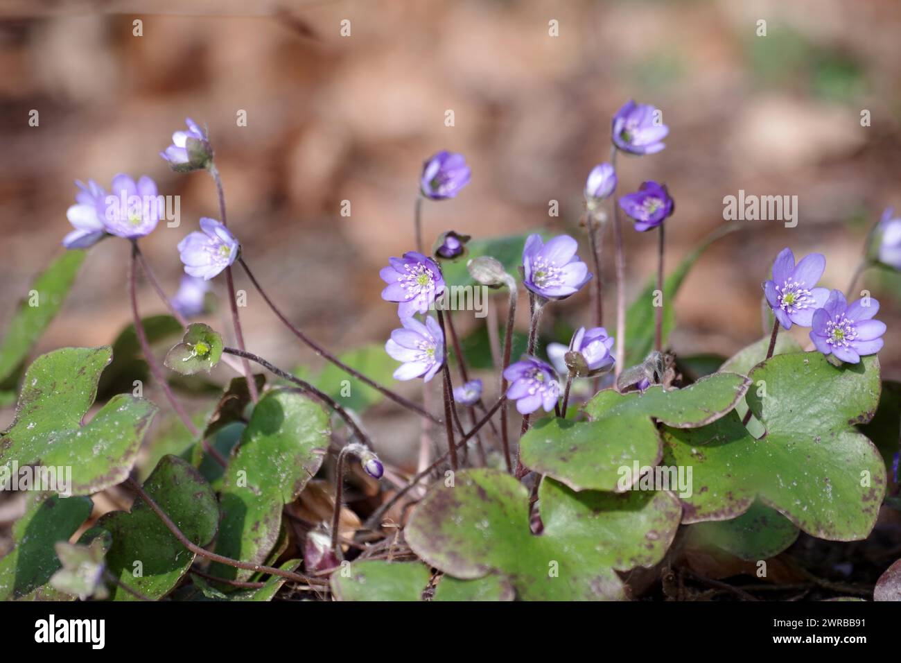 Leberkraut (hepatica nobilis), Pflanze, Blüte, blau, geschützt, Deutschland, die blau-violetten Blüten des Leberkrauts blühen Anfang März Stockfoto