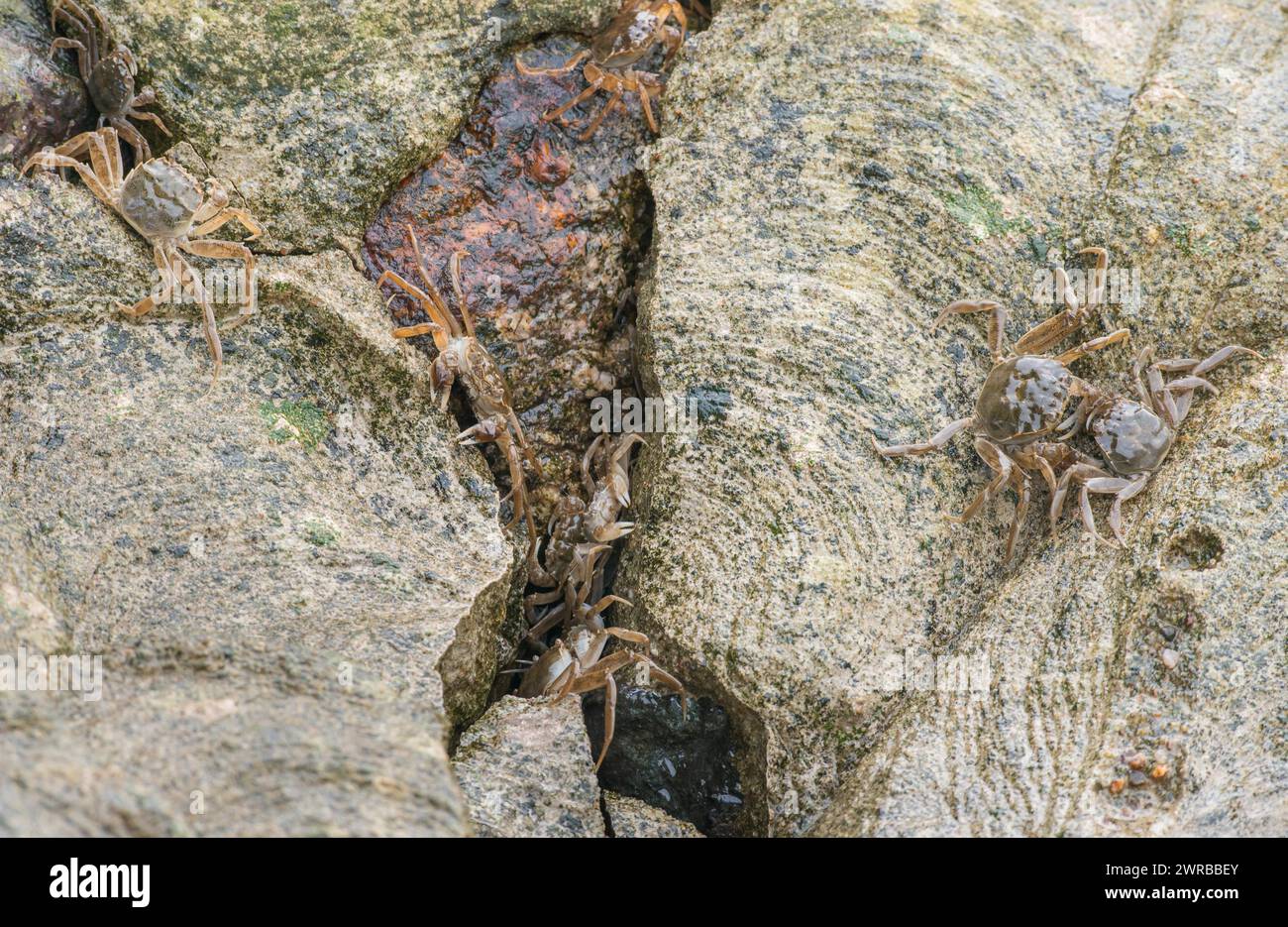 Viele chinesische Fäustkrabben (Eriocheir sinensis), invasive Arten, Neozoon, Krebse, Jungtiere, versteckt sich in einem schmalen Riss zwischen Steinen und kriecht darüber Stockfoto
