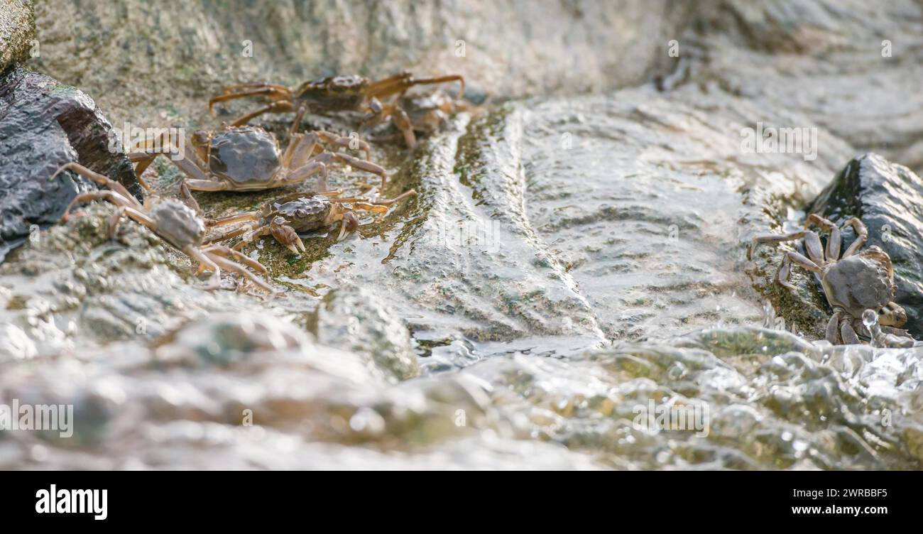 Viele chinesische Fäustkrabben (Eriocheir sinensis), invasive Arten, Neozoon, Krabben, Jungtiere bewegen sich neben und im glänzenden Wasser der Elbe und weiter Stockfoto