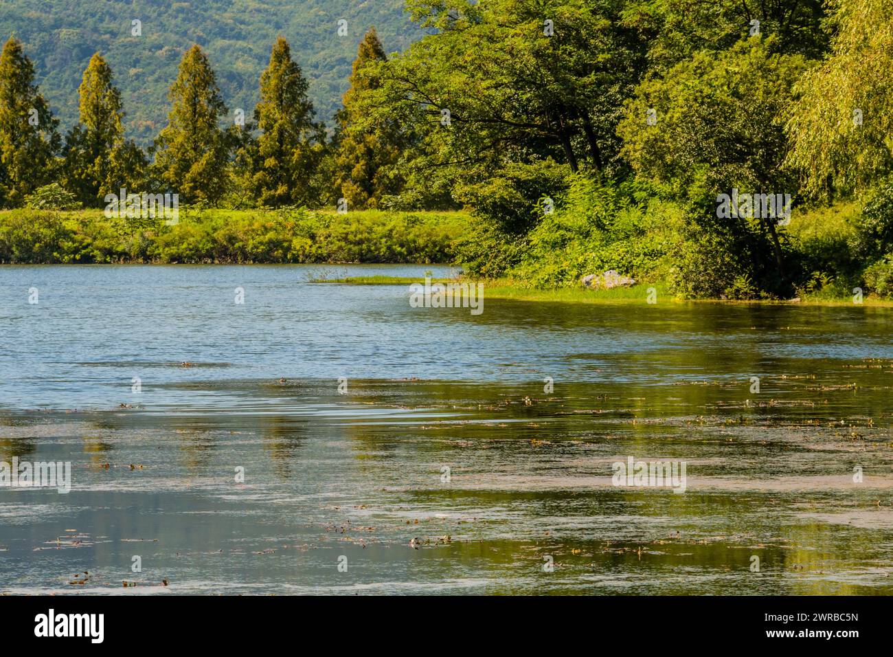 Eine friedliche Seeszene mit Bäumen und üppigem Grün, in Südkorea Stockfoto