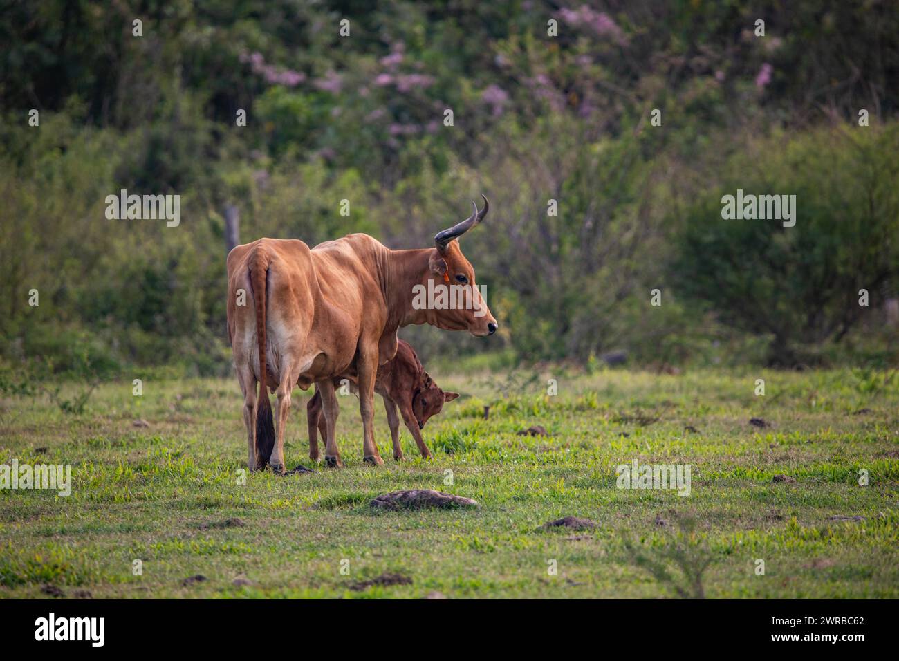 Kuh auf einer Weide in der Sonne, Nahaufnahme, Porträt des Tieres in Pointe Allegre in Guadeloupe au Parc des Mamelles in der Karibik. Französisch Stockfoto